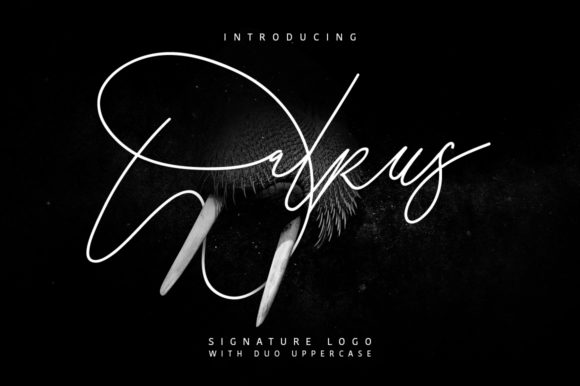 Walrus: A Gorgeous Script Font for Elegant Campaigns